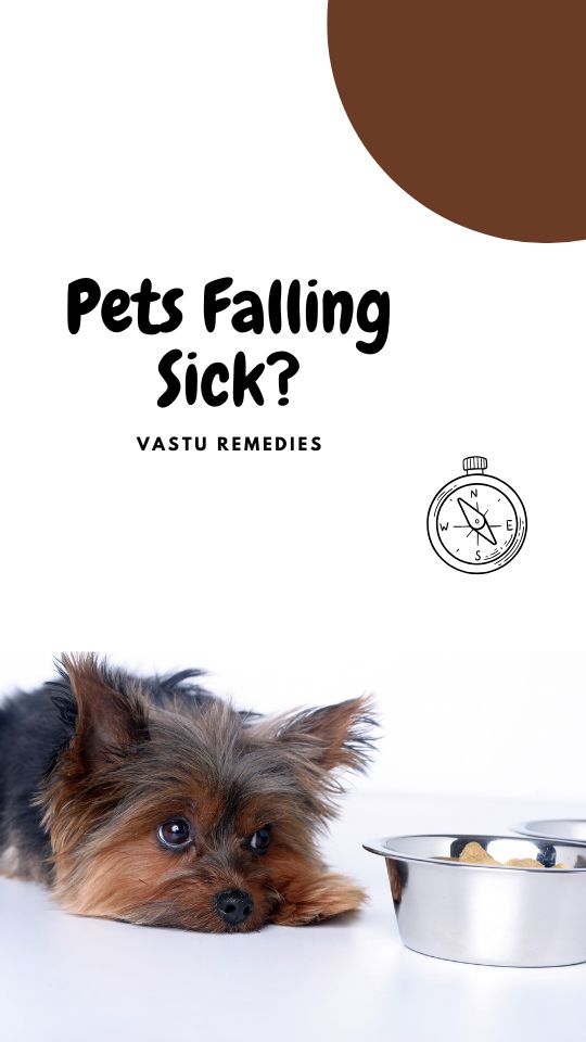 Vastu Remedies for Pets Falling Sick
